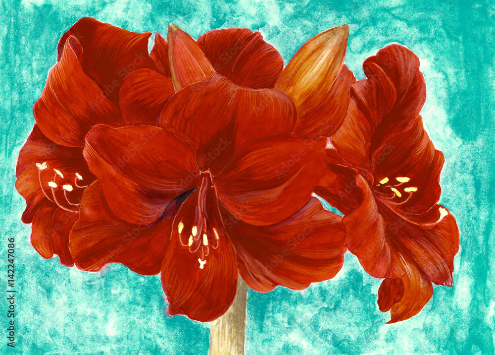 Amaryllis. Watercolor. Background image. Card.Wallpaper. Use printed