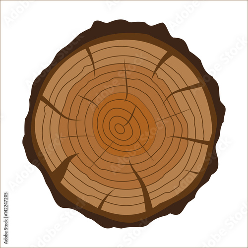 Cross section of tree stump or trunk. Wood cut.