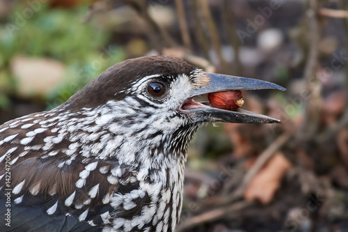 Eurasian nutcracker (Nucifraga caryocatactes)