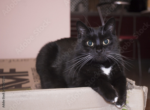 Black cat with white whiskers, eyebrows and paws lies on cardboard box