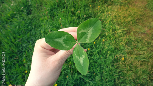Female hand holding a leaf of white clover