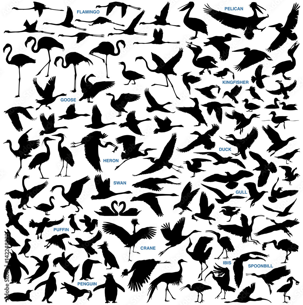 Fototapeta premium Water Birds vector silhouettes collection
