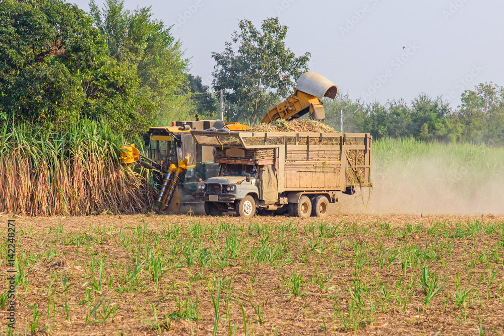 Fototapeta premium sugarcane harvester and ten-wheel tractor 