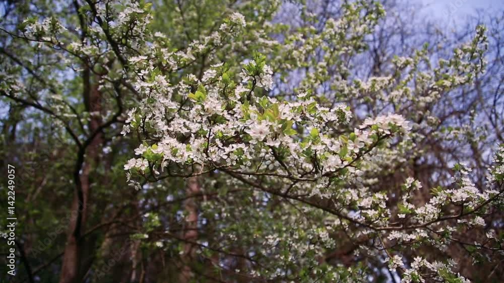 Spring season white blooming tree branch against sunlight in the gentle wind. Spring season white blooming tree branch against sunlight in the gentle wind.