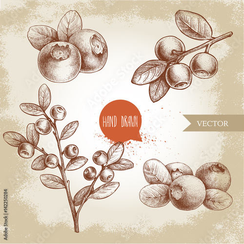 Hand drawn sketch style set of blueberries. Vintage background. Forest berry. Eco food vector illustration.