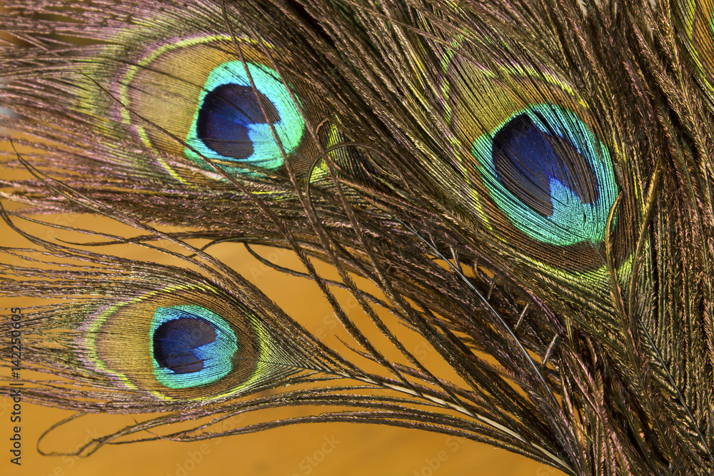 Fototapeta premium Peacock Feathers