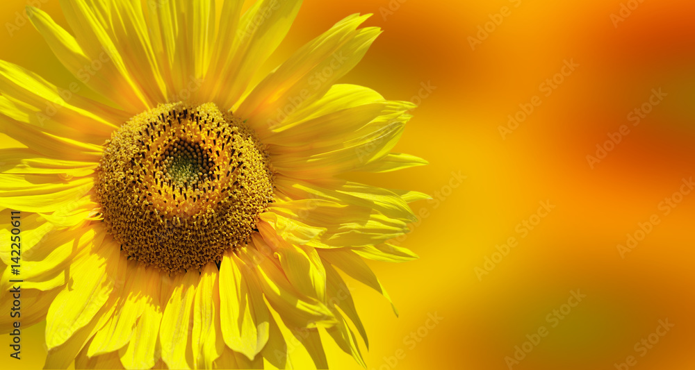 Obraz premium Fantastic yellow sunflower