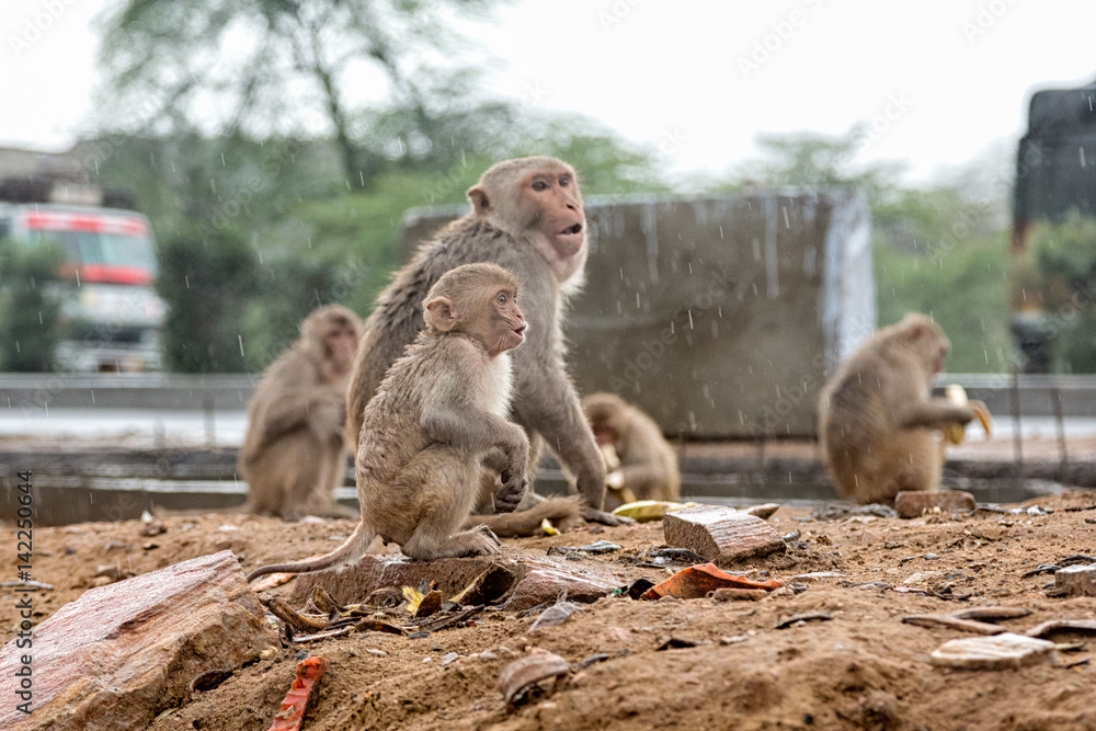 Monkeys in Indian Town