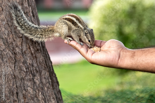 chipmunk eats from human's hand
