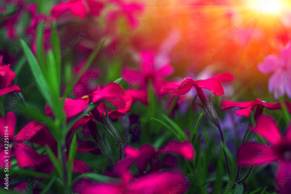 Beautiful flower background at sunset. Great spring background, blooming wild flowers. Beautiful flower background at sunset. Great spring background, blooming wild flowers.