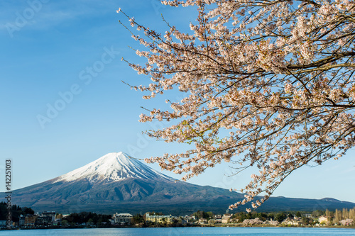 Sakura and Mount Fuji in Japan during spring © aey_aeypix