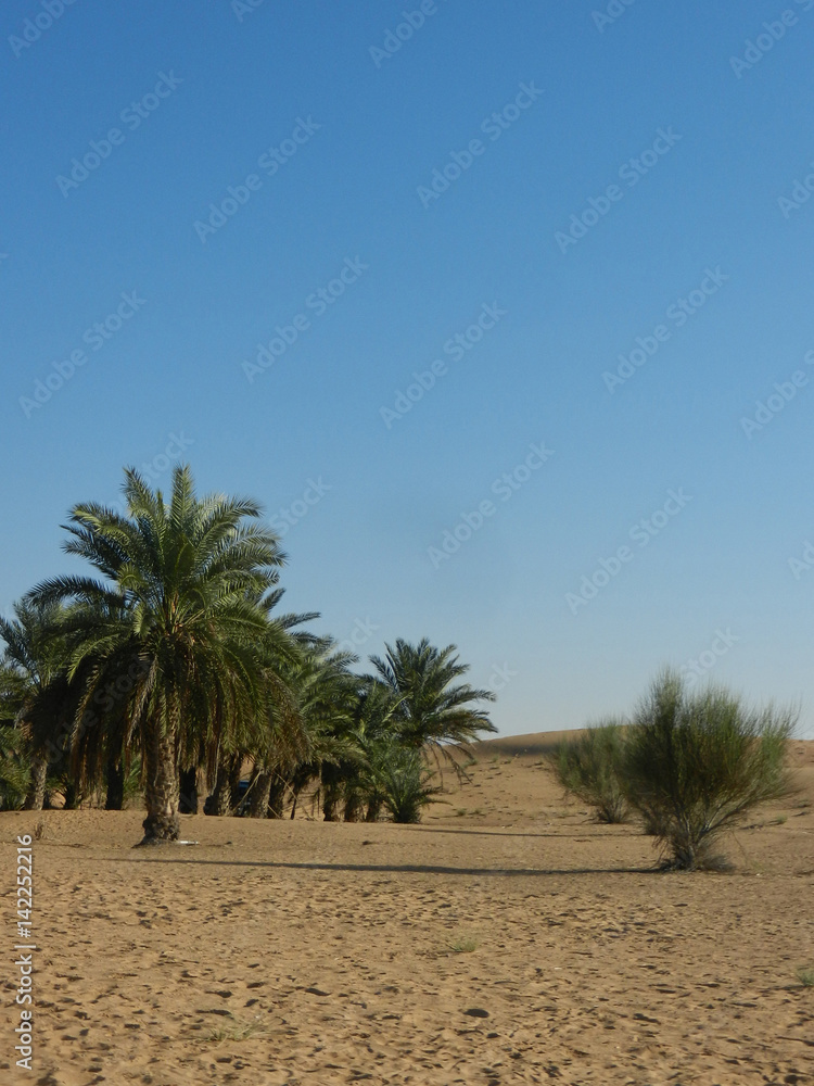 Sand , blue sky and palms at desert in Dubai Sand , blue sky and palms at desert in Dubai