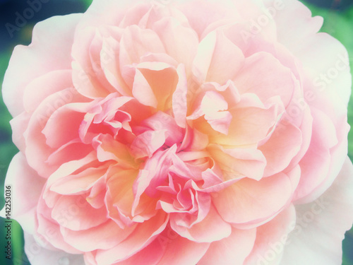 Fototapeta Naklejka Na Ścianę i Meble -  center of a pink rose