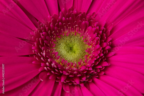 pink flower gerbera is a delicate natural fragrant beautiful