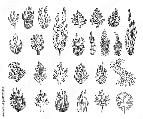 Seaweed sketch set vector