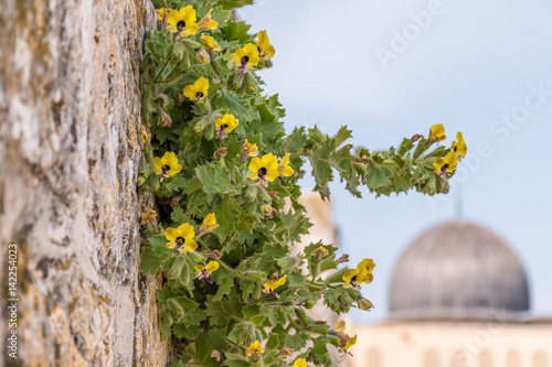 Henbanes (Hyoscýamus) growing on the wall of the temple mountain near the Al Aqsa Mosque photo