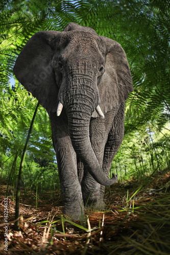 Enormous African Elephant in the Bush
