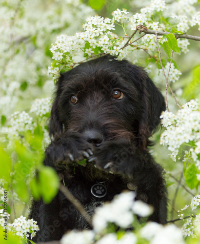 Cute black mutt dog with funny face. photo