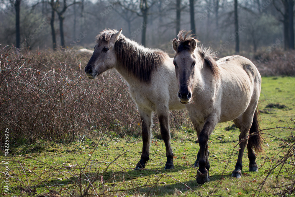 2 Konik horses at Park Kempenbroek, St. Martensheide, Bree, Belgium 2 Konik horses at Park Kempenbroek, St. Martensheide, Bree, Belgium