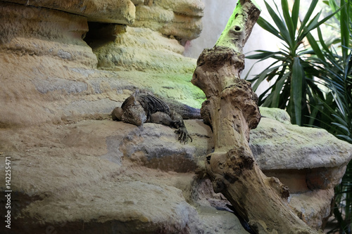 Cuban rock iguana (Cyclura nubila), also known as the Cuban ground iguana