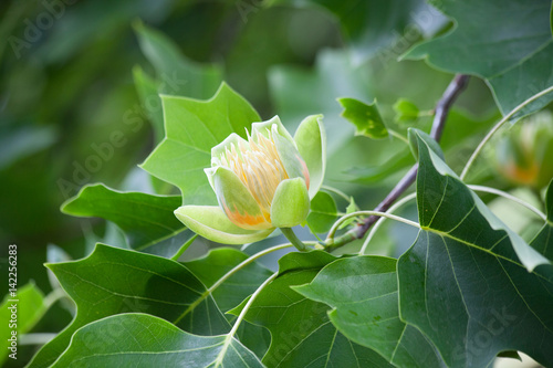 One flower of tulip tree ( Liriodendron ) on a branch.