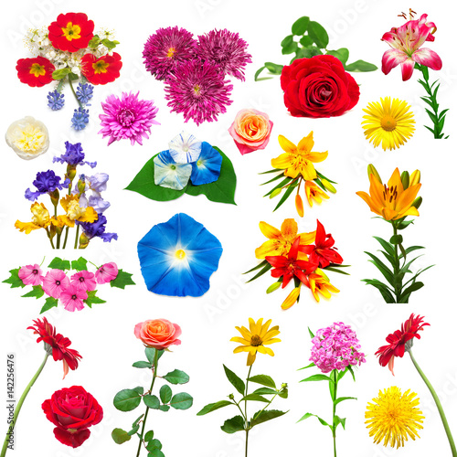 Fototapeta Naklejka Na Ścianę i Meble -  Collection of beautiful colorful flowers