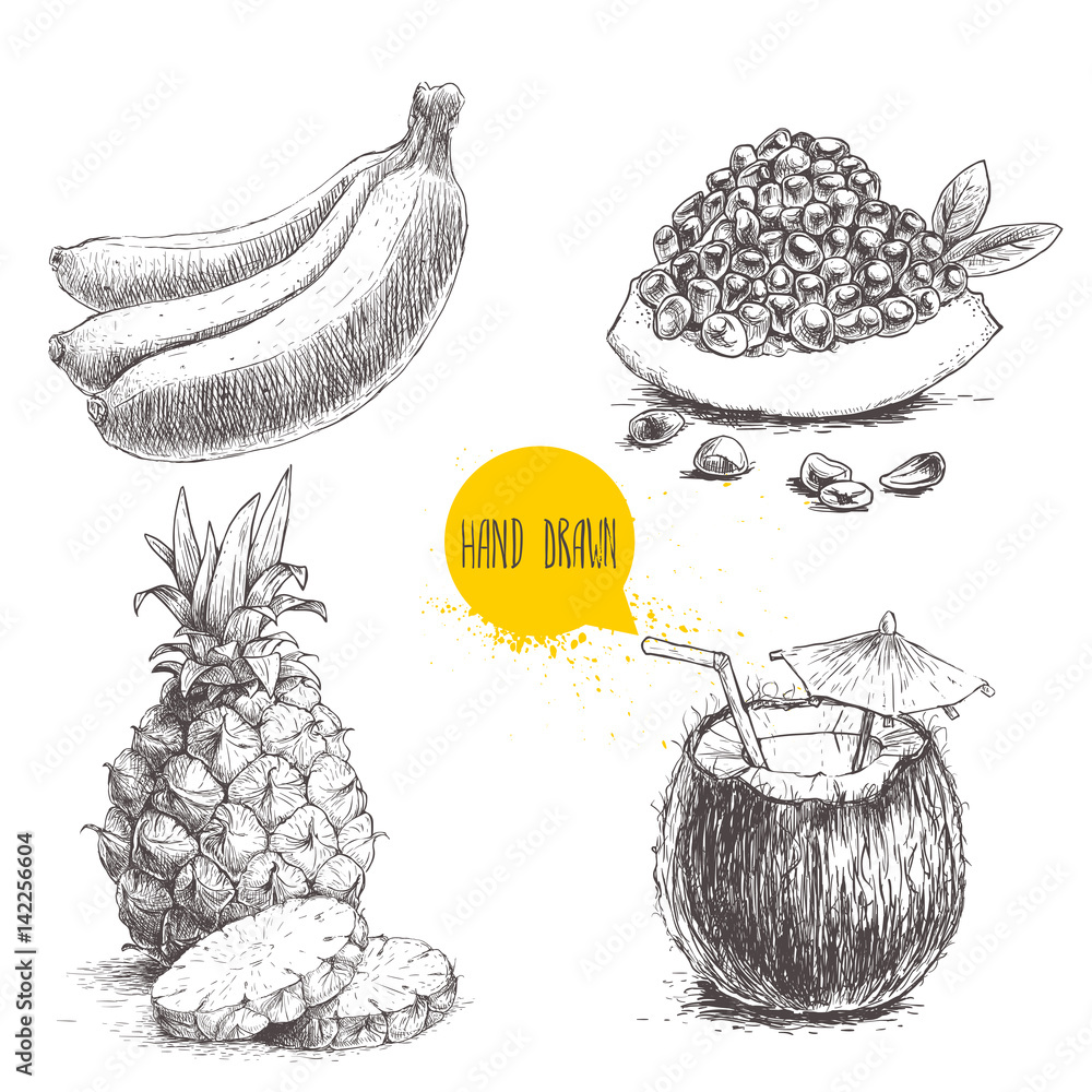 Coconut Seed Drawing