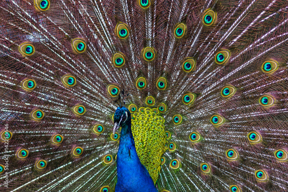 Obraz premium Peacock at full stretch