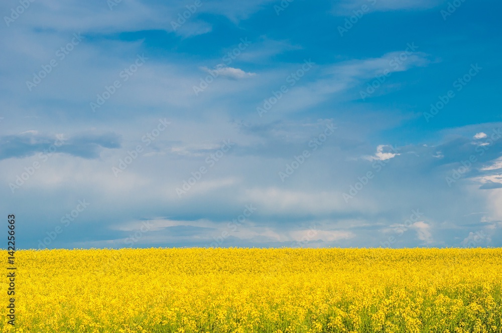 Obraz premium Yellow canola (Brassica napus L.) field with blue sky