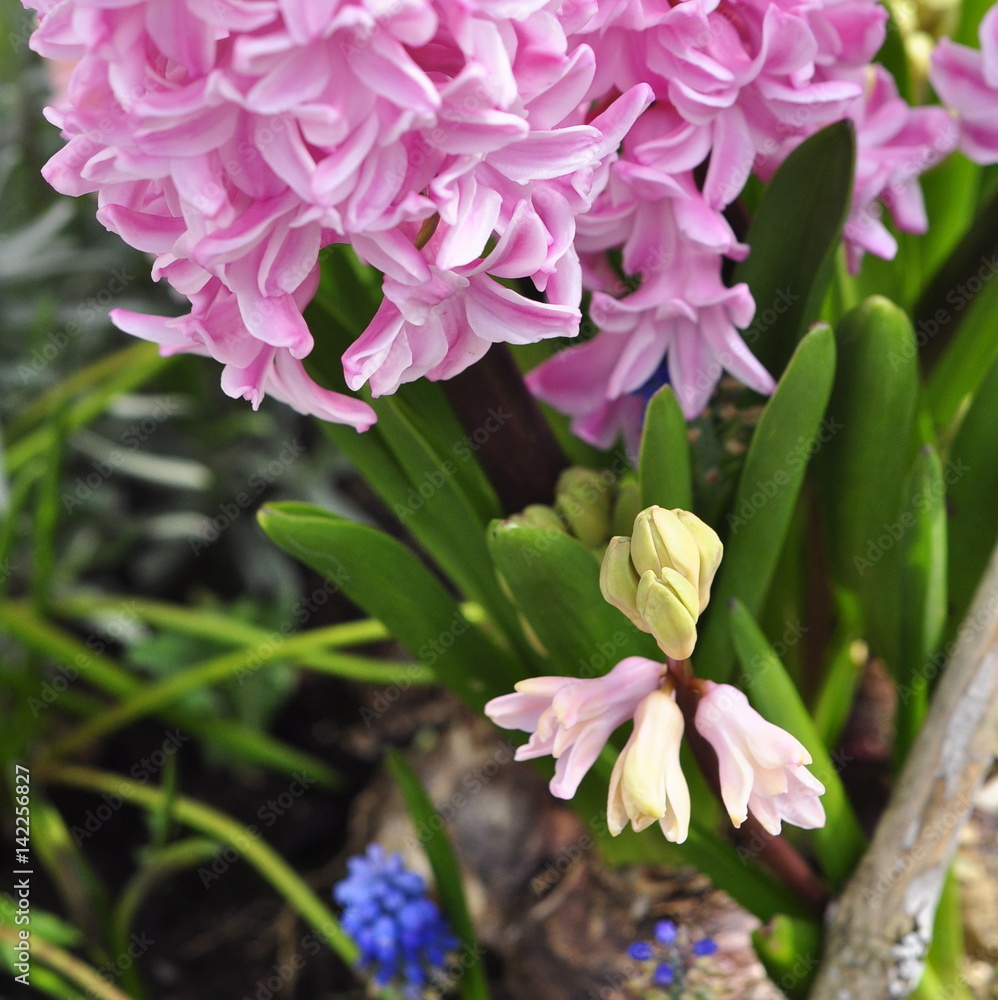Fleurs de jacinthe, printemps Fleurs de jacinthe, printemps