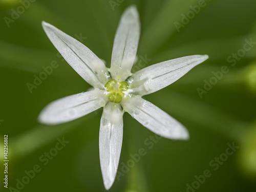 Bärlauch (Allium ursinun) photo