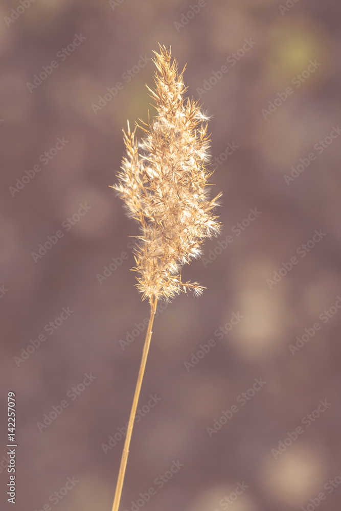 Obraz premium Brown dry grass at sea shore during a spring day