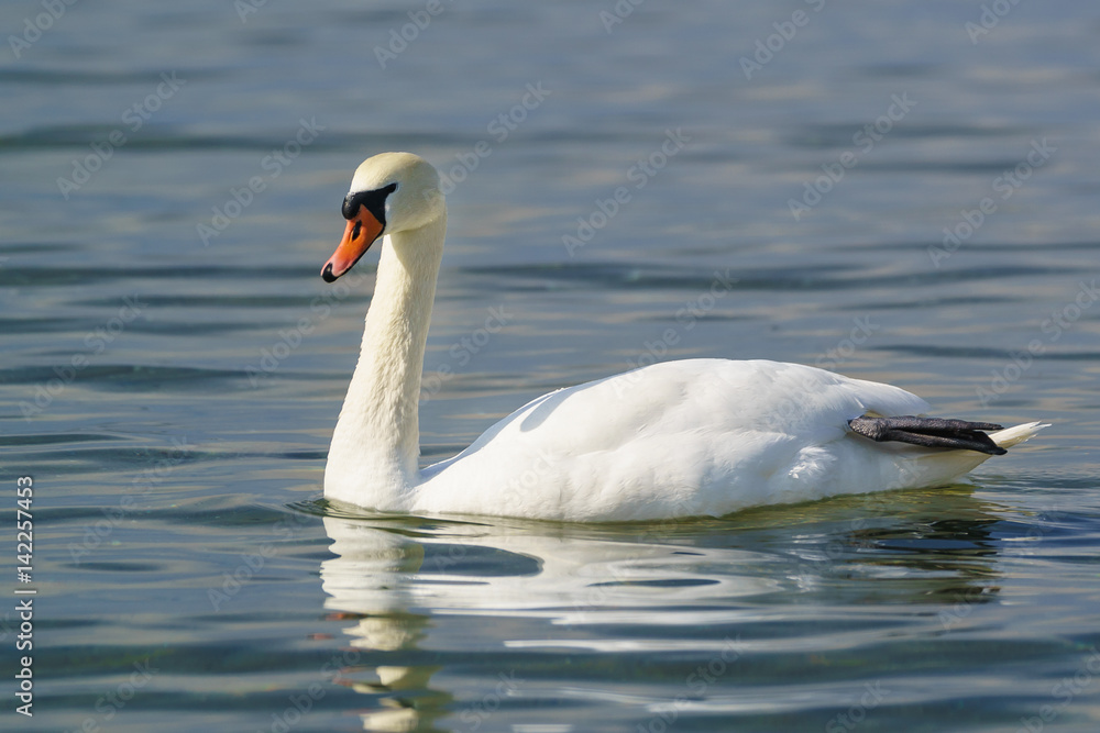 Single white adult mute Swan (lat. Cygnus olor) is a bird of the duck family - dry the paw afloat Single white adult mute Swan (lat. Cygnus olor) is a bird of the duck family - dry the paw afloat