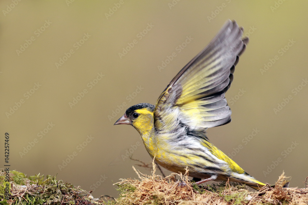 Fototapeta premium Siskin