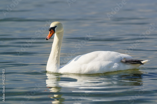 Single white adult mute Swan (lat. Cygnus olor) is a bird of the duck family - dry the paw afloat