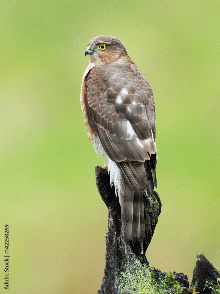 Sparrowhawk Sparrowhawk