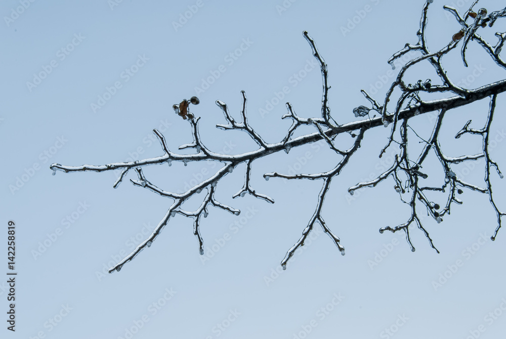 Icy branch