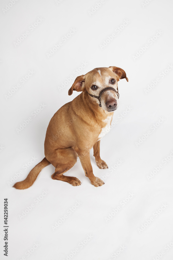 Brown dog with halter sitting on the white background. Animals training. Brown dog with halter sitting on the white background. Animals training.