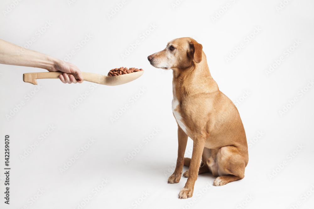 Feeding dog with dry food from big wooden spoon. Isolated on the white background. Feeding dog with dry food from big wooden spoon. Isolated on the white background.
