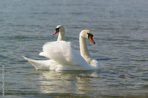 Beautiful pair of adult white swans mute (lat. Cygnus olor) is a bird of the duck family floating on the water