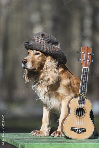 Dog spaniel of golden color with a ukulele
