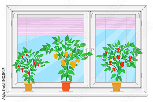 Peppers growing in a pot on a window. Vector illustration.