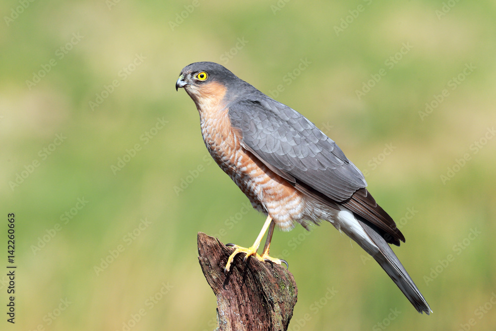 Sparrowhawk Sparrowhawk