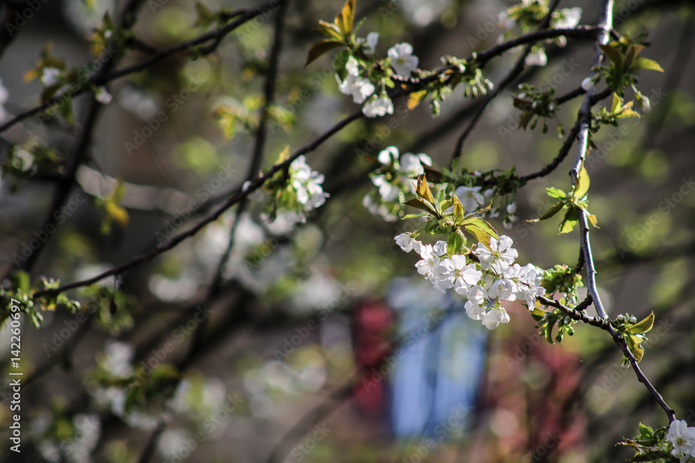 Cherry bloom. close view of white cherry flowers on a cherry tree in spring on a sunny day Cherry bloom. close view of white cherry flowers on a cherry tree in spring on a sunny day