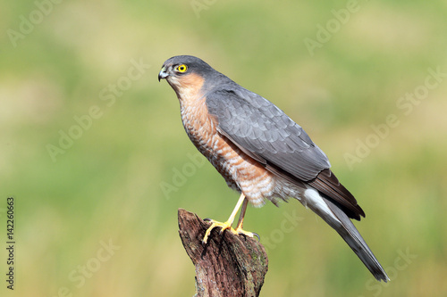 Sparrowhawk
