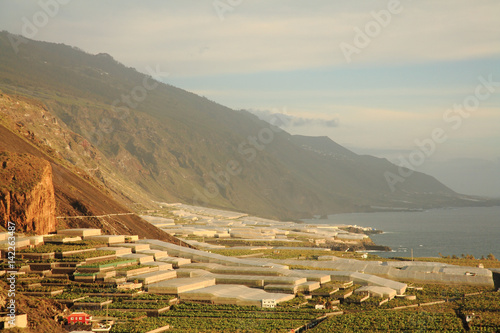 Look at banana plantations at Puerto de Naos photo