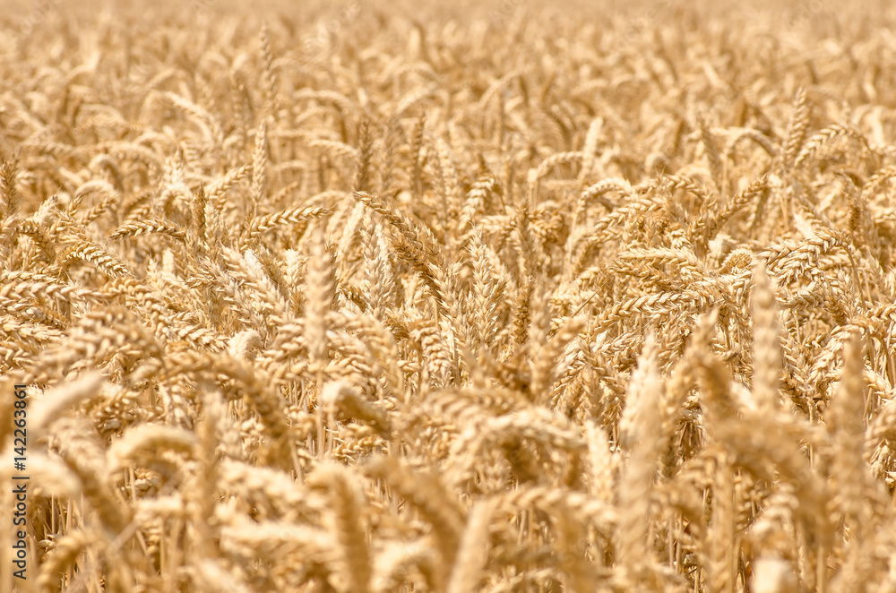 organic golden ripe ears of wheat in field organic golden ripe ears of wheat in field