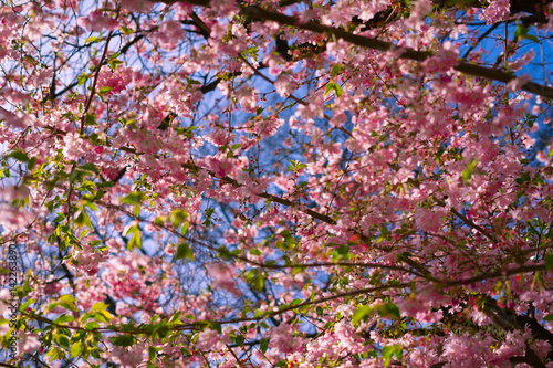 Blüten im Frühling