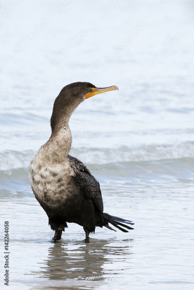 Double Crested Cormorant ( Phalacrocorax) standing in shallow surf sunning and drying.