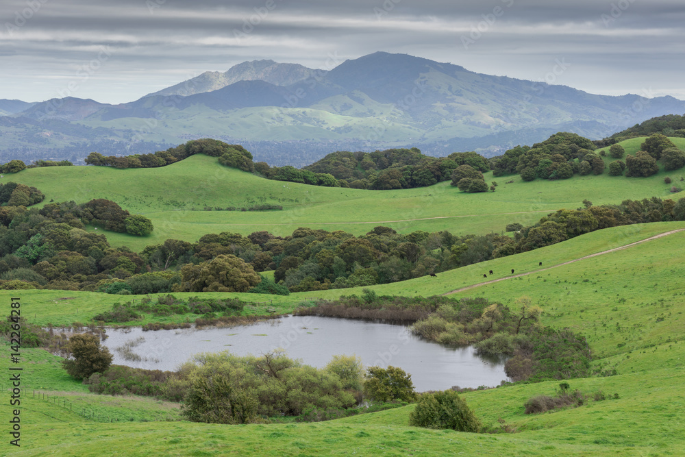Mount Diablo Lush and Green after long drought ends in California. Briones Regional Park. Contra Costa County, California, USA.